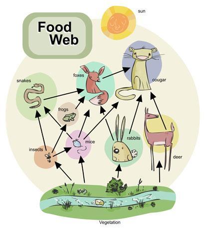 9. The diagram below shows a simple food web: a) Which organism(s) are the producer(s)? THE VEGETATION b) Which organism(s) are primary consumer(s)?