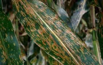 Gray Leaf Spot (GLS) Typically gray rectangular lesions restricted by veins