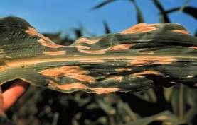 humidity Fungus survives in crop residue http://ohioline.