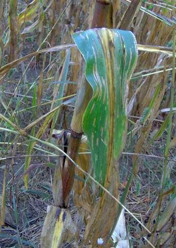 Management: Corn Leaf Diseases Rotate to non-grass crop Select resistant