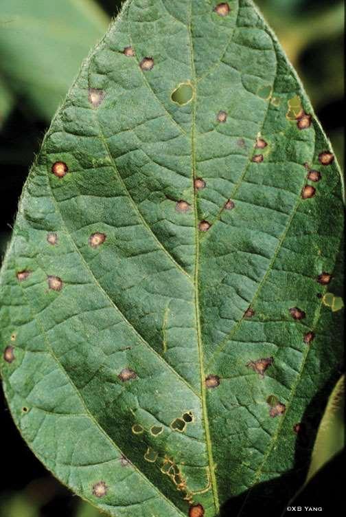 Cercospora Blight & Frogeye Leaf Spot