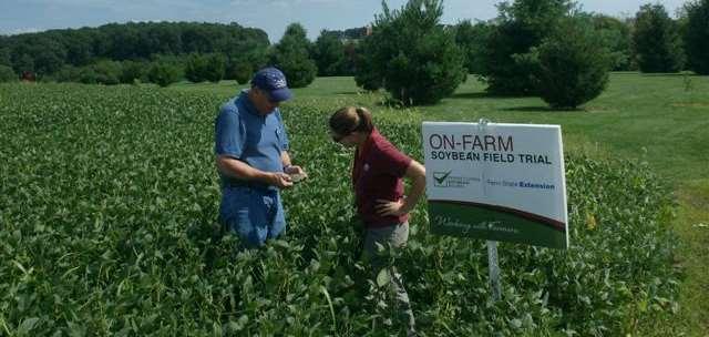 Are fungicides necessary for soybeans?