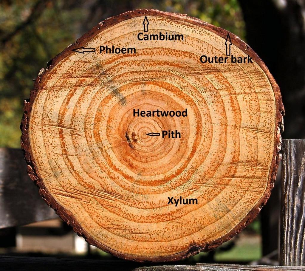 Tree cookie parts: outer bark (protection), phloem (inner