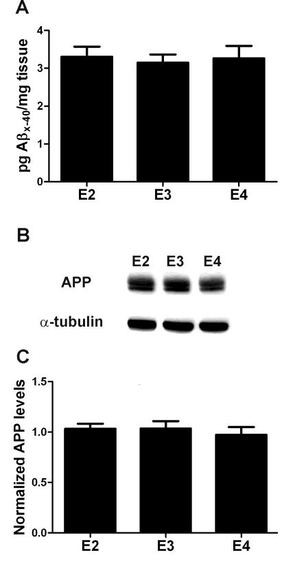 Figure S2. PBS-soluble Aβ40 levels and APP levels do not vary according to apoe isoform in the context of murine APP/Aβ.