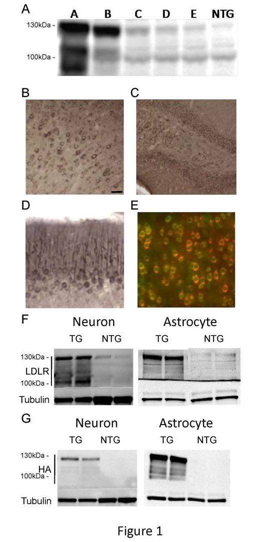 Figure 1. Expression of LDLR Transgene in Neurons and Astrocytes.