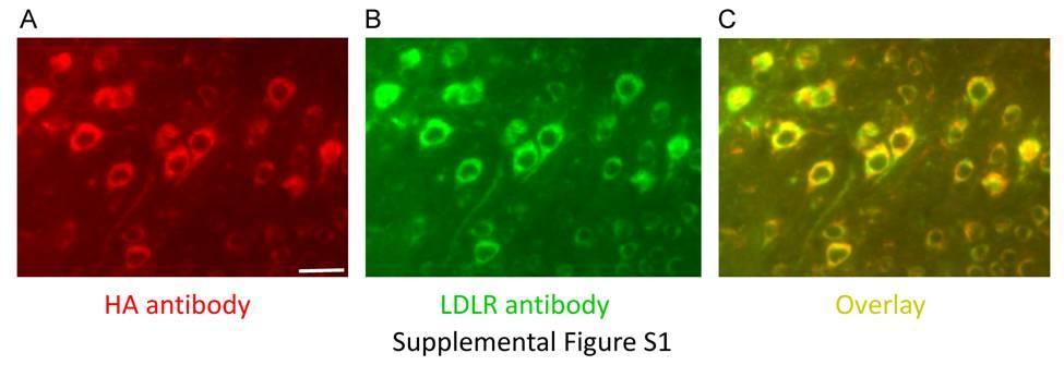 Supplementary Figure 1, related to Figure 1. Overlapping Staining Signal from HA Antibody and LDLR Antibody.