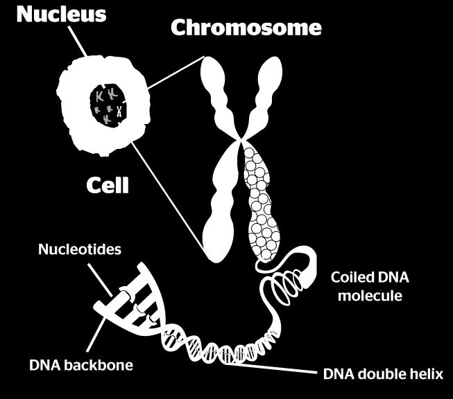 Chromosomes DNA is