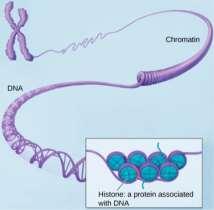 coiled chromosomes.