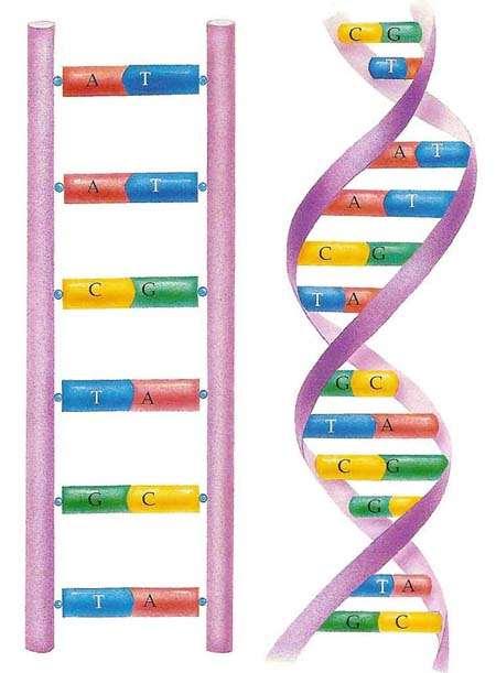 DNA Replication DNA replication occurs in the nucleus and involves a DNA molecule unwinding.