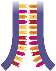 DNA Replication Once the nucleotides are exposed, free floating nucleotides in the nucleus join on
