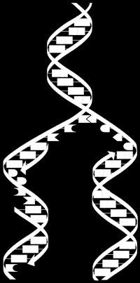 DNA Replication Once the nucleotides are lined up, they join to their
