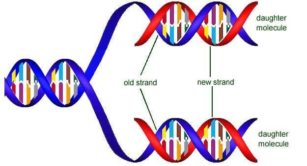 DNA Replication The DNA strands then wind back up to form 2 identical