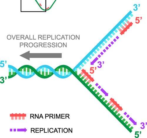 The DNA template strand that has the 5 end has to be replicated in fragments, each starting at the 3 end of a primer Primer **DNA IS ALWAYS BUILT FROM