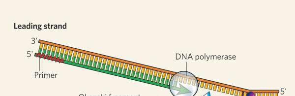 On the leading strand The enzyme DNA polymerase controls the sugar-phosphate bonding between nucleotides on the new DNA strand. This will only work if it has two nucleotides to join.