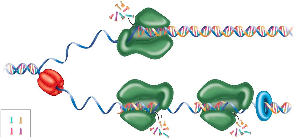 DNA Replication Incoming nucleotides Old strand New strand Daughter DNA (e) Parental DNA (b)