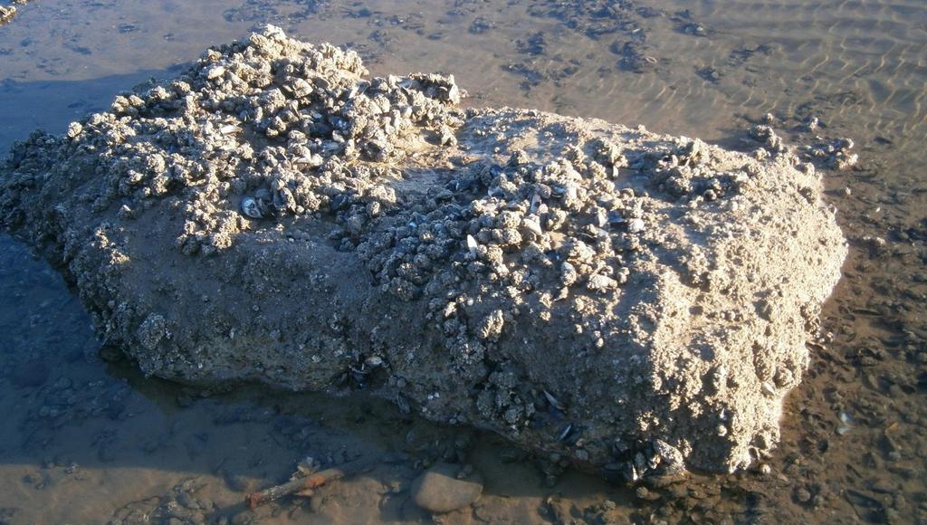 Recycled Concrete showing rapid barnacle and