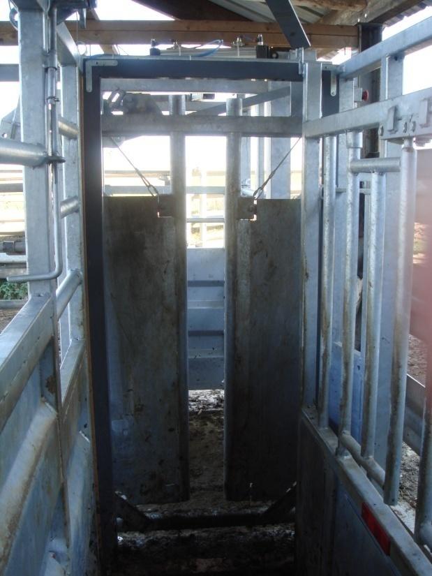 A scale coupled with an ISO reader to weight the cattle entering in the pen. The door opens when the tag is read and the weight is obtained.