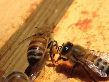 Hidden Benefits of Honeybee Propolis in Hives 19 Fig. 1 Worker bee removing resin load from the hind leg of a resin forager.