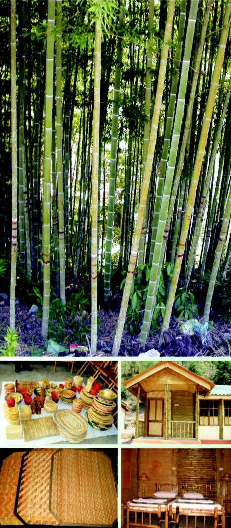 D I N I NATIONAL BAMBOO MISSION (Ministry of Agriculture, Department of Agriculture & Co-operation, Govt.
