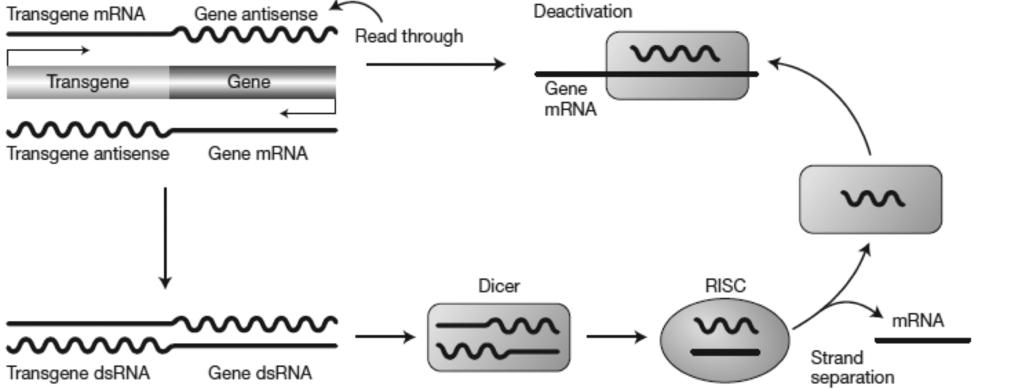 nd to the transgene mrna and deactivate it. b. The flanking gene would be silenced if transcription of the transgene continued into the flanking gene.