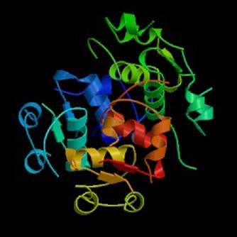ATP-synthase Membrane channel & enzyme that catalyzes production of ATP. Insulin Hormone that circulates in the blood and regulates sugar metabolism.