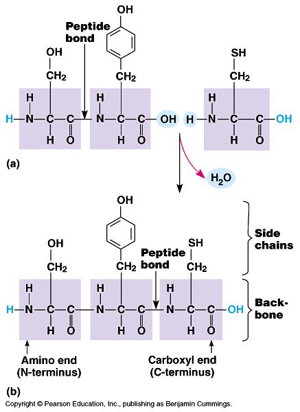 Amino acids / protein A protein