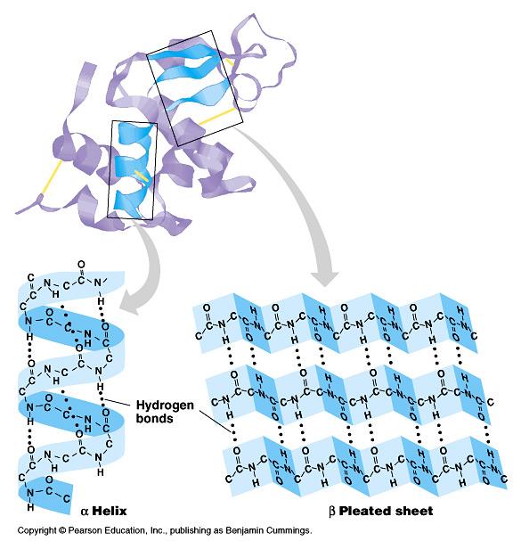 Protein secondary structure Hydrogen bonds stabilize protein structure.