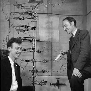 Watson & Crick (1953)