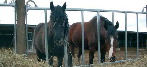 KESHI Feed fence gate used for horse raising Welded safe horse