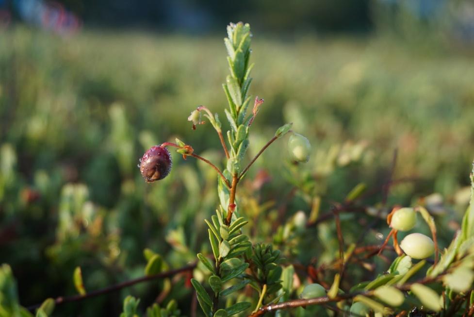 NORTHEASTERN IPM CRANBERRY FRUIT ROT WORKING GROUP MEETING SUMMARY DATE Wednesday, August 26, 2015. LOCATION Conference Room, Best Western Inn at Face Rock. Bandon, Oregon.