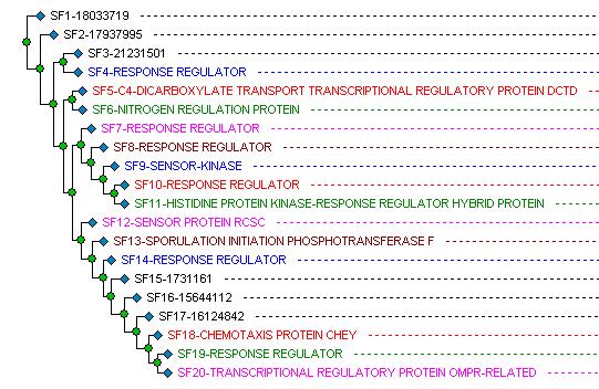 In this study, OmpR was identified with 9 unique peptides in the weak binding fraction, resulting in a 41% sequence coverage for this 27 kda protein.