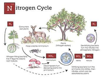 Sun incoming energy Earth outgoing energy atmosphere trapped energy N 2 = Nitrogen gas NH 4 = Ammonium NO 2 = Nitrite NO 3 = Nitrate Nitrogen Cycle: All organisms require nitrogen to make amino acids