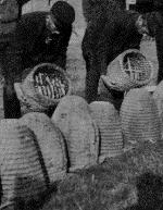 American Beekeeping History The Bee Hive Prior to the middle of the 1800's, most bee hives in North America and