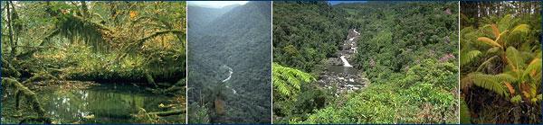 Tropical Rainforest Biome ucmp.berkeley.