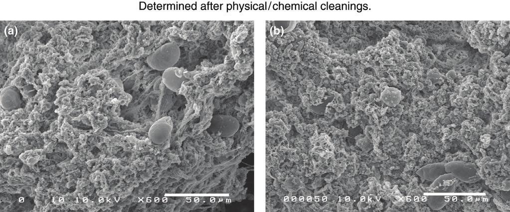 N. Ogawa et al. / Desalination and Water Treatment 18 (2) 292 296 295 Fig. 5. SEM images of (a) NF3 and (b) RO3. (sponge ) was assumed to remove cake/gel layer resistance.