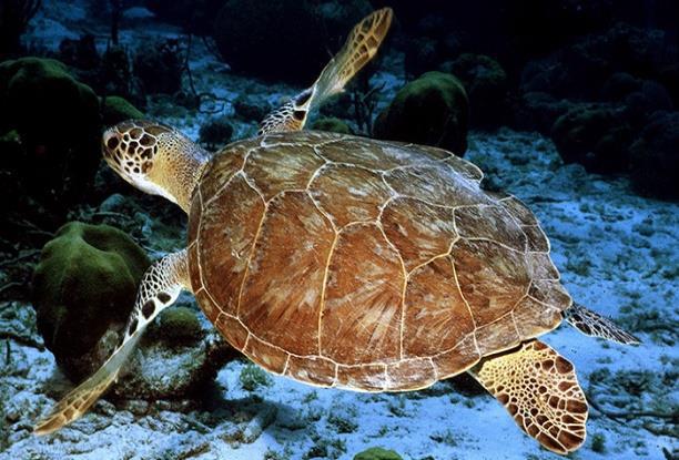 Sea Turtles Currently addressed in Statute (161.053, F.S. limited minimization & mitigation conditions).