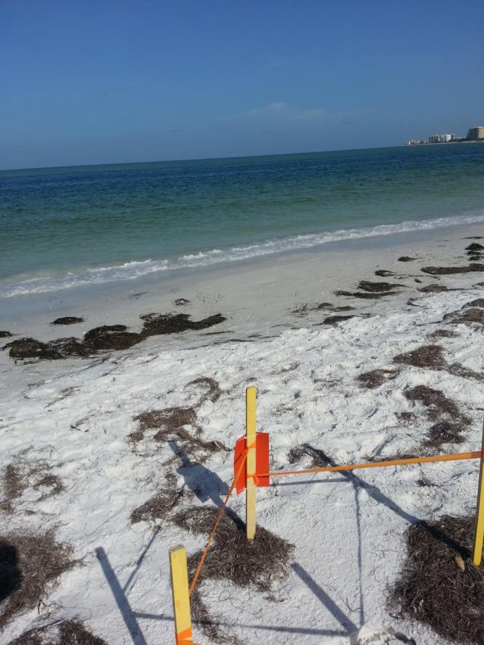 Florida Beaches Habitat Conservation Plan Multiagency effort - DEP, FWC, USFWS, & other stakeholders- Annual USFWS grant under Section 6 of ESA One of the nation s largest & most comprehensive,