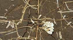 , 1980 Alfalfa root