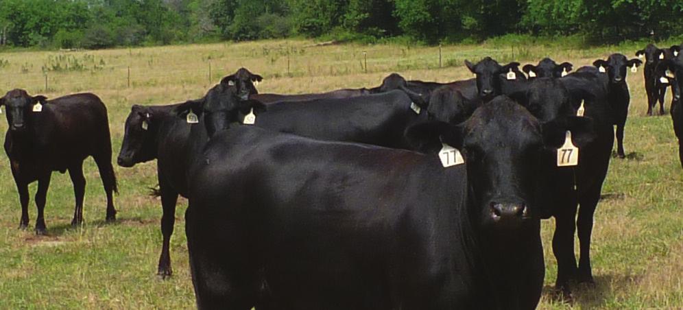 Chaparral C-0 50-60 56 7. 95% 5 Table 3. Effect of seed head suppression on breed back of angus cows over a 60 day breeding period (May - June 204).