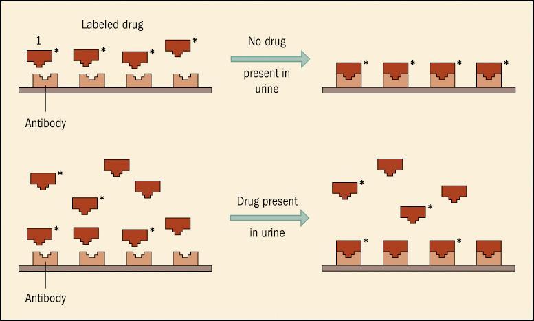In the EMIT assay, a drug that may be present in a urine specimen will compete with added labeled drug for a limited number of antibody binding sites.