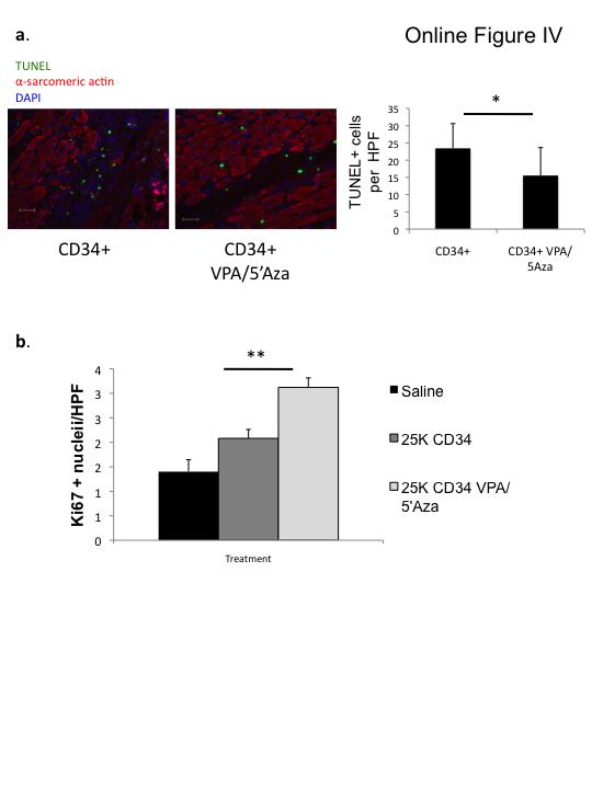 Online Figure ΙV: VPA/5 Aza treated CD34+ cell therapy in mouse AMI results in less apoptosis and increased proliferation in the border zone.