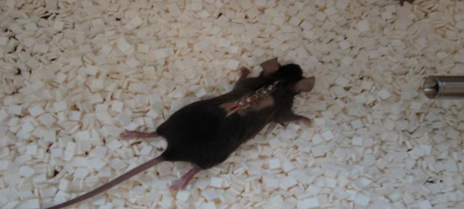 Figure 7. Post-impaction care. After impaction is complete, skin is sutured using AUTOCLIPS. Mouse is removed from anaesthesia and placed on soft-bedding warmed by an electric heating pad.