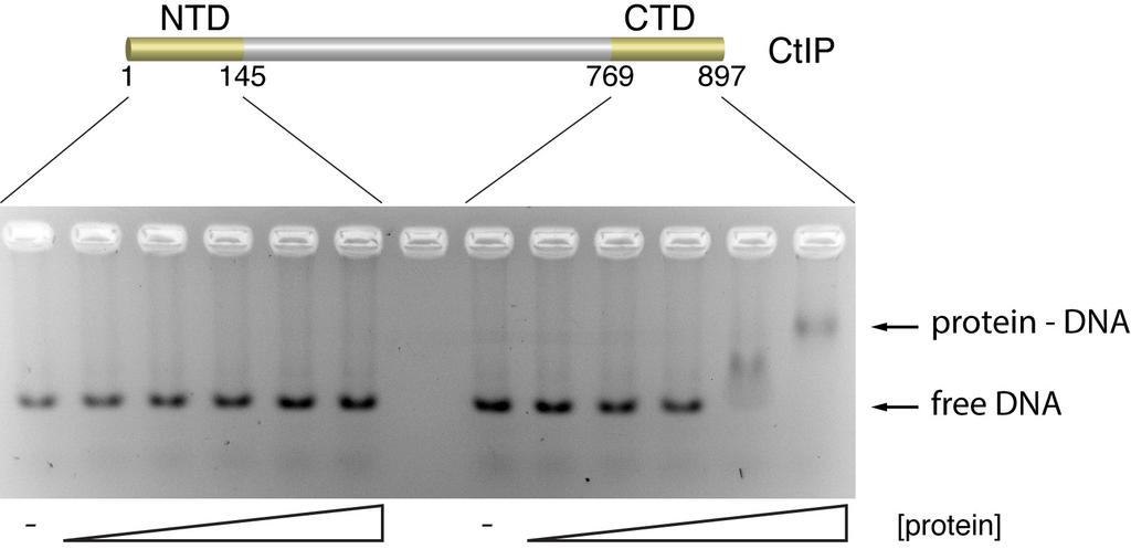 Supplementary Figure 7 CtIP-CTD, but not CtIP-NTD, interacts with double-stranded DNA.