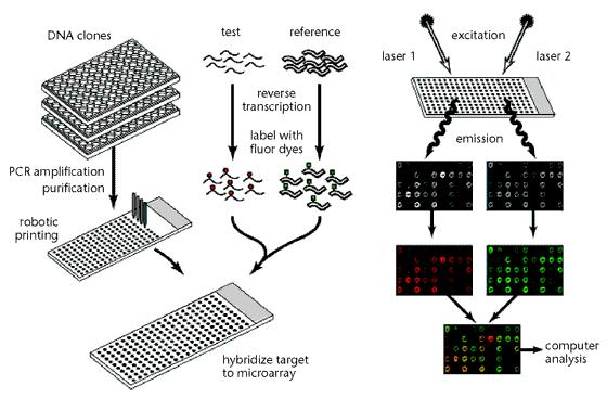 DNA Microarrays To study expression or activities of a large number