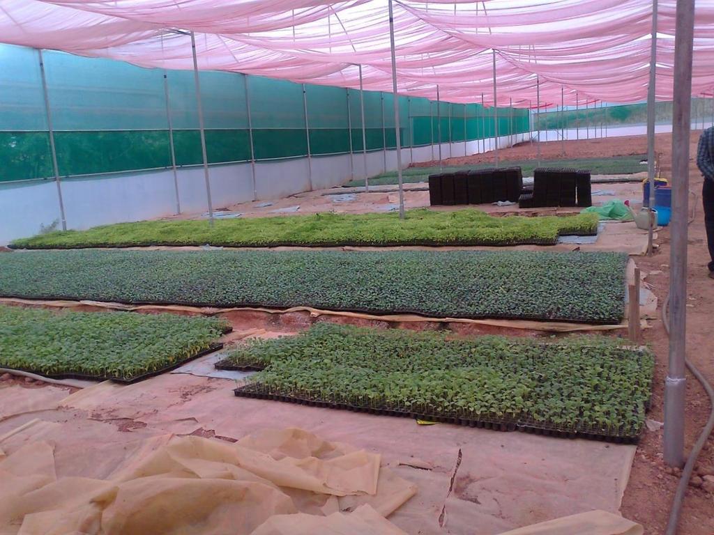 Seedling production under Shade