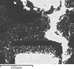 250 μm EDS mapping revealed that silver migrated between the