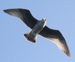 (e.g. gannets) decreased Gulls & terns increased/static