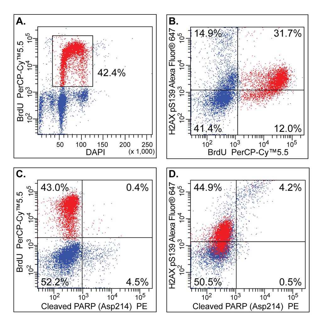 Figure 2. Multiparameter cell cycle analysis of stimulated human peripheral blood mononuclear cells (PBMC). PBMC were stimulated with Purified NA/LE Mouse Anti-Human CD3 (Cat. No.