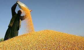 The current average price of wheat in main cities of Afghanistan is slightly higher by 8.