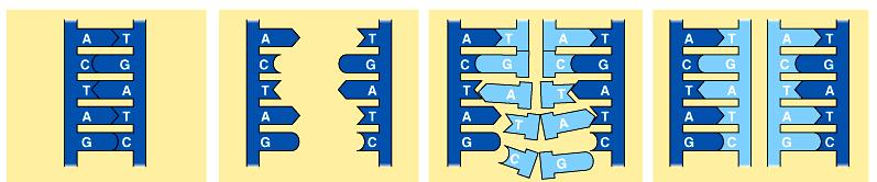 Copying DNA Replication of DNA base pairing allows